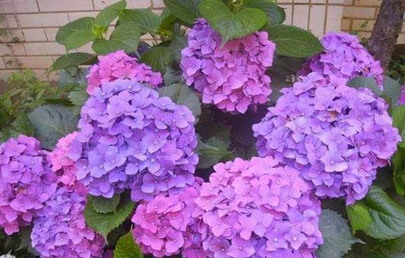 给花换完盆要不要浇水?这叫“定根水”,只有“1类”植物不用浇4