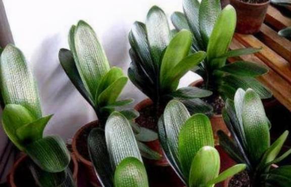 给花换完盆要不要浇水?这叫“定根水”,只有“1类”植物不用浇5