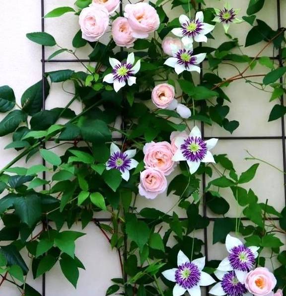 铁线莲又细又高，开花小，3点教你，养出粗壮枝，爆出大花苞1