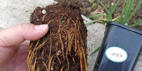 铁线莲又细又高，开花小，3点教你，养出粗壮枝，爆出大花苞5