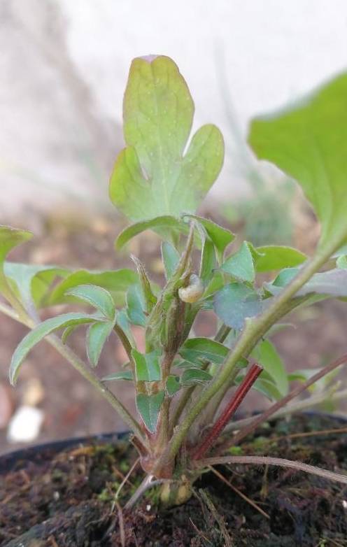 铁线莲又细又高，开花小，3点教你，养出粗壮枝，爆出大花苞6