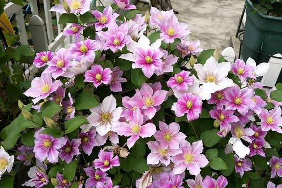 铁线莲又细又高，开花小，3点教你，养出粗壮枝，爆出大花苞7