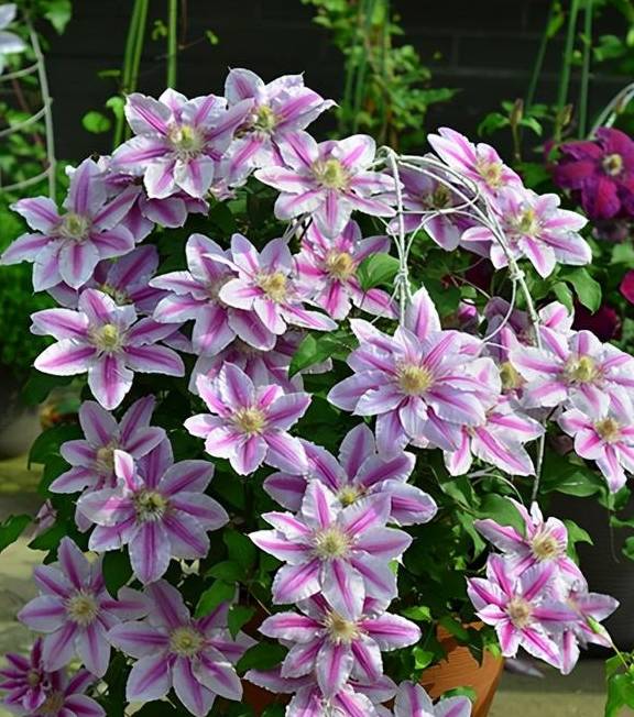 铁线莲又细又高，开花小，3点教你，养出粗壮枝，爆出大花苞11