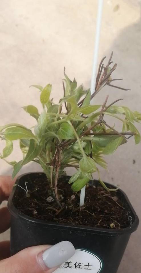 铁线莲又细又高，开花小，3点教你，养出粗壮枝，爆出大花苞8