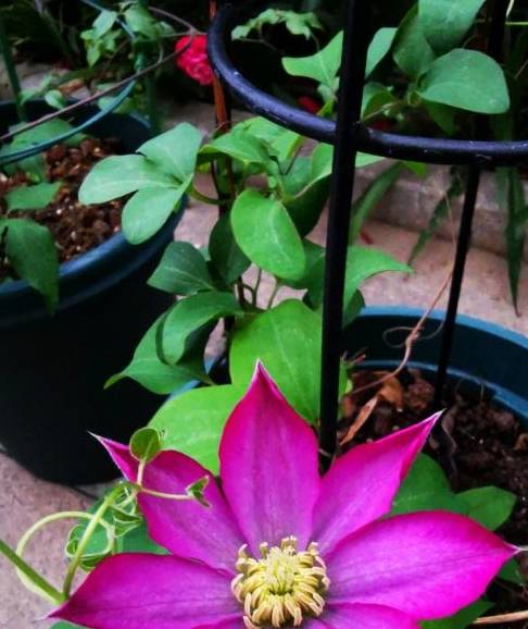 铁线莲又细又高，开花小，3点教你，养出粗壮枝，爆出大花苞9