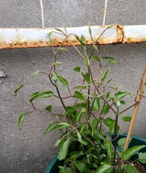 铁线莲又细又高，开花小，3点教你，养出粗壮枝，爆出大花苞10