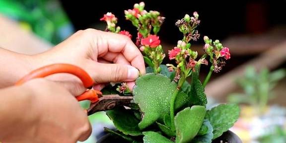 春季养护长寿花，这几点不能少，做好了来年开花多，花色更艳2