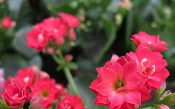 春季养护长寿花，这几点不能少，做好了来年开花多，花色更艳3