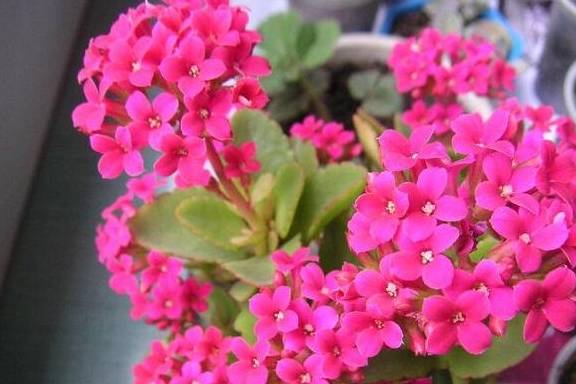 春季养护长寿花，这几点不能少，做好了来年开花多，花色更艳4