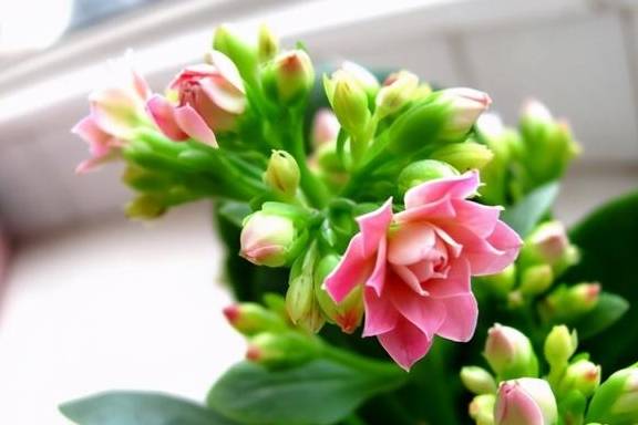 春季养护长寿花，这几点不能少，做好了来年开花多，花色更艳5