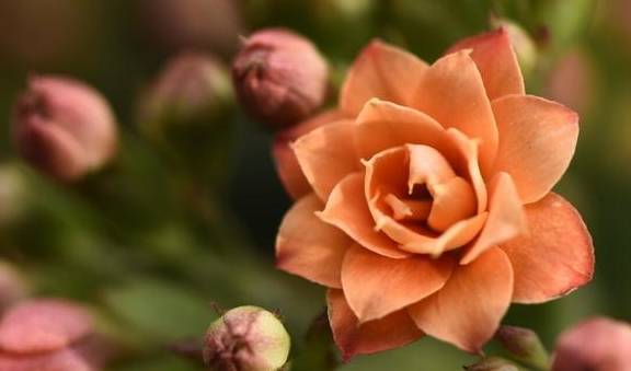 春季养护长寿花，这几点不能少，做好了来年开花多，花色更艳6