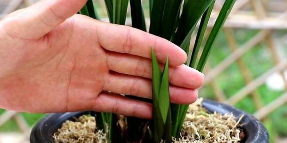 兰花喜欢这样的环境,选好品种,养护很简单1