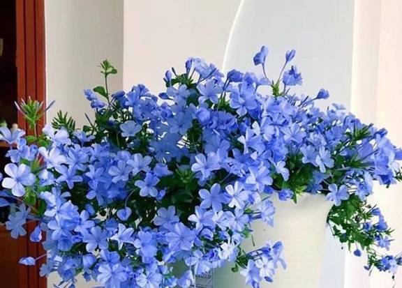 六种花从春天一直开到冬天,不仅好看还好养,一句话值得1