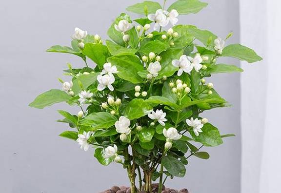 六种花从春天一直开到冬天,不仅好看还好养,一句话值得2