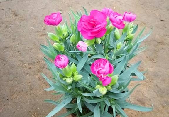 六种花从春天一直开到冬天,不仅好看还好养,一句话值得3