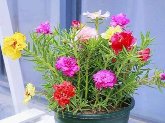 六种花从春天一直开到冬天,不仅好看还好养,一句话值得4