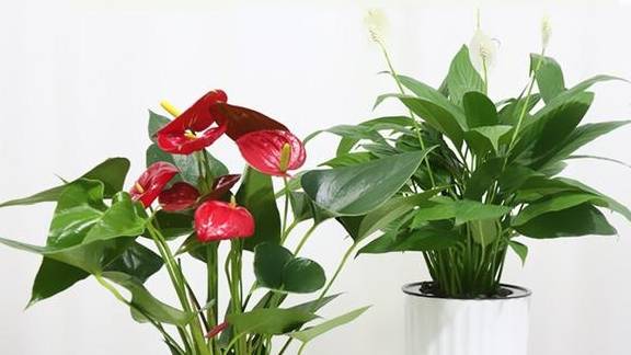 六种花从春天一直开到冬天,不仅好看还好养,一句话值得5