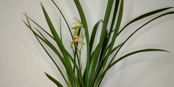 兰花喜欢这样的环境,选好品种,养护很简单3