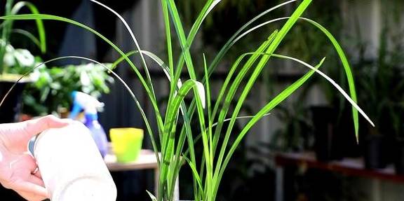 兰花喜欢这样的环境,选好品种,养护很简单4