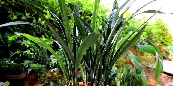 兰花喜欢这样的环境,选好品种,养护很简单5