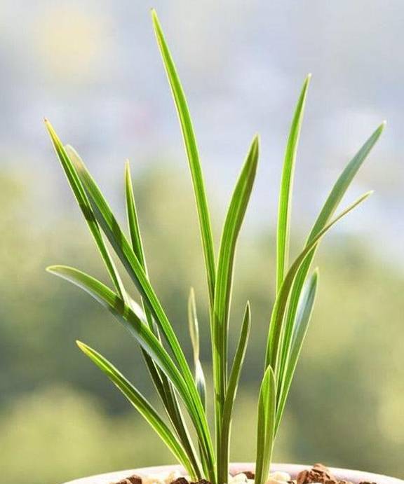 兰花喜欢这样的环境,选好品种,养护很简单6