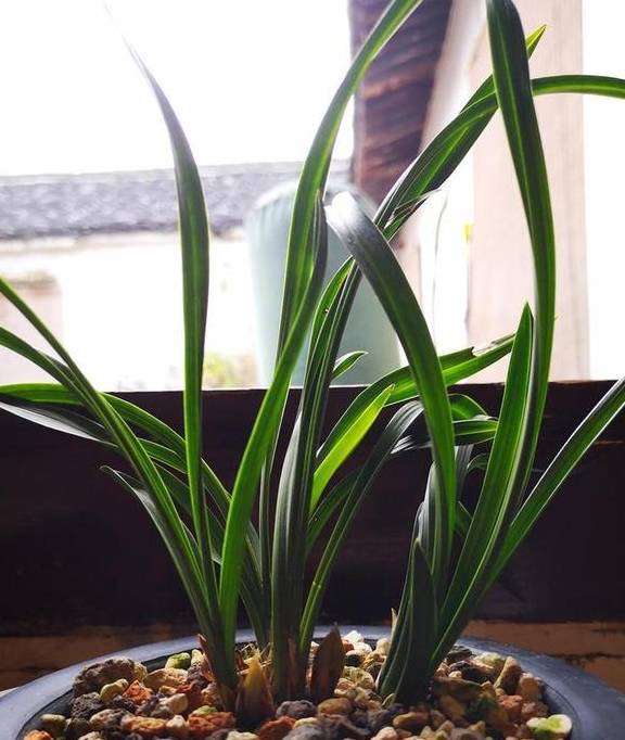 兰花喜欢这样的环境,选好品种,养护很简单7