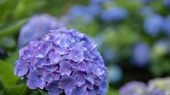 养天竺葵,掌握3个养护小技巧,花期开花满盆1