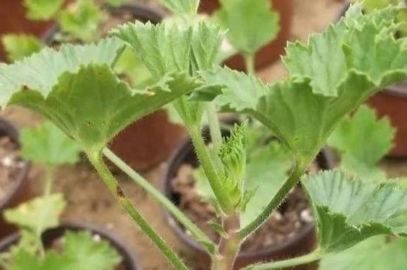 养天竺葵,掌握3个养护小技巧,花期开花满盆2