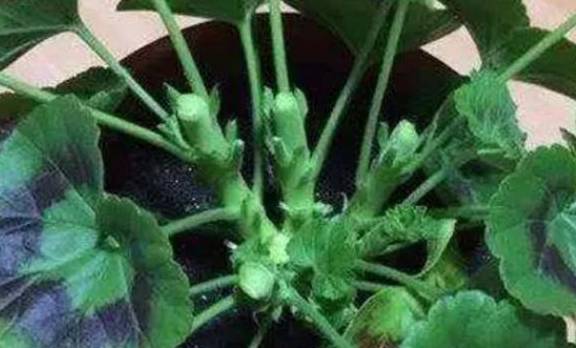 养天竺葵,掌握3个养护小技巧,花期开花满盆3