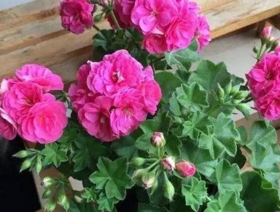 养天竺葵,掌握3个养护小技巧,花期开花满盆4