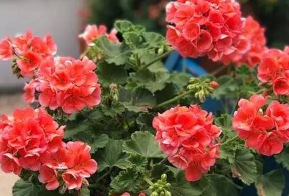 养天竺葵,掌握3个养护小技巧,花期开花满盆5