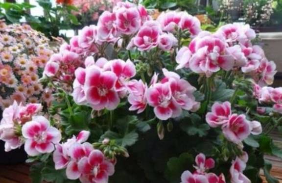 养天竺葵,掌握3个养护小技巧,花期开花满盆6