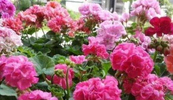养天竺葵,掌握3个养护小技巧,花期开花满盆7