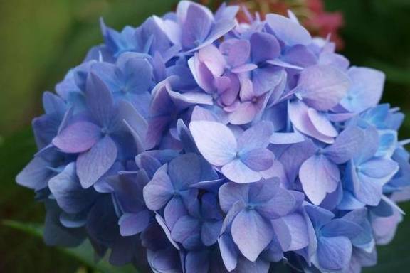 春季养护绣球有3点很重要,做好这3点,开花又大又多2