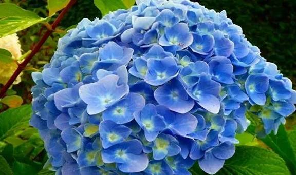 春季养护绣球有3点很重要,做好这3点,开花又大又多3