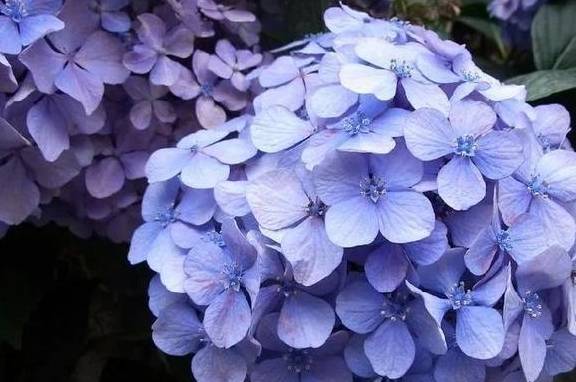 春季养护绣球有3点很重要,做好这3点,开花又大又多4