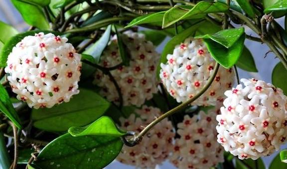 球兰开始进入花芽分化期，养护也跟着变，开成“球花”窗帘1