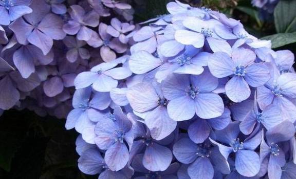 春季养护绣球有3点很重要,做好这3点,开花又大又多5