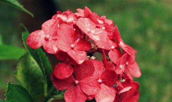 春季养护绣球有3点很重要,做好这3点,开花又大又多6