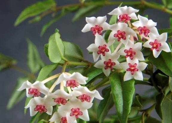 球兰开始进入花芽分化期，养护也跟着变，开成“球花”窗帘2