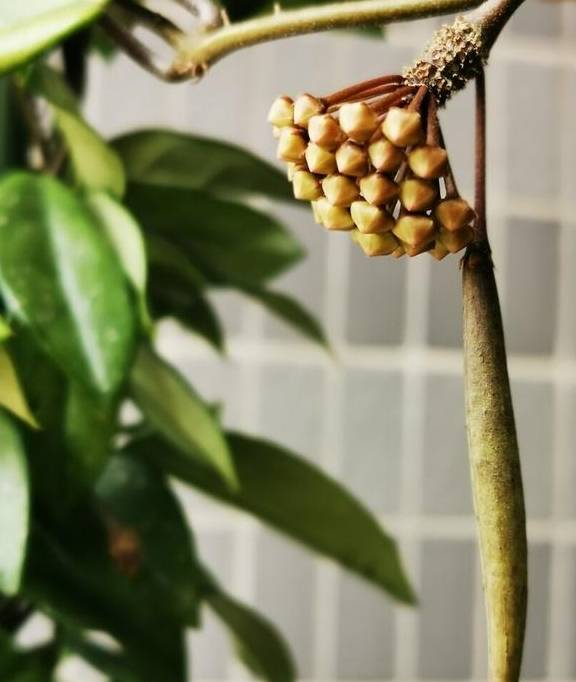 球兰开始进入花芽分化期，养护也跟着变，开成“球花”窗帘3