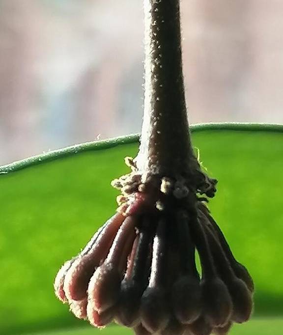 球兰开始进入花芽分化期，养护也跟着变，开成“球花”窗帘4