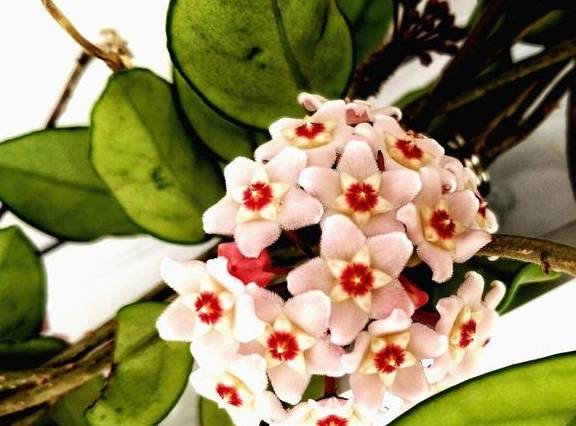 球兰开始进入花芽分化期，养护也跟着变，开成“球花”窗帘6