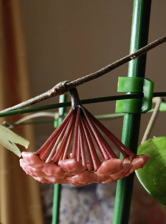 球兰开始进入花芽分化期，养护也跟着变，开成“球花”窗帘7