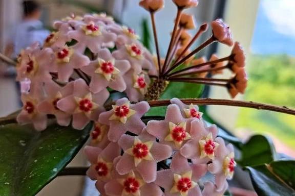 球兰开始进入花芽分化期，养护也跟着变，开成“球花”窗帘8