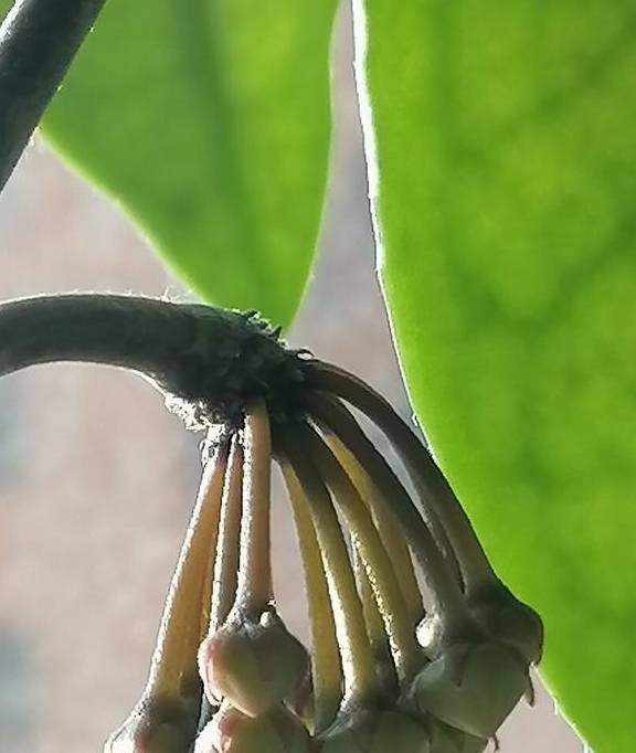 球兰开始进入花芽分化期，养护也跟着变，开成“球花”窗帘9