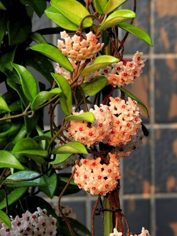 球兰开始进入花芽分化期，养护也跟着变，开成“球花”窗帘10