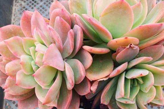 想要多肉长大,注意不要做这几点,肉肉不仅大状态也美1