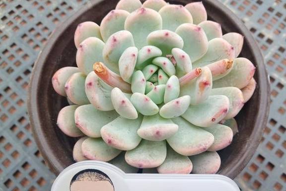 想要多肉长大,注意不要做这几点,肉肉不仅大状态也美2