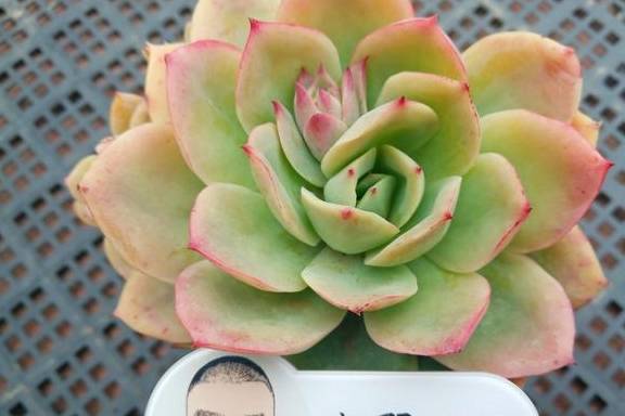 想要多肉长大,注意不要做这几点,肉肉不仅大状态也美3